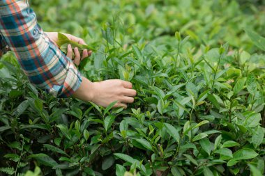 Çiftçi çiftlikte malzeme çekme çay yaprakları ilkbaharda eller.