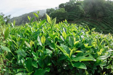 Bahar dağlar yeşil çay bitki yetiştirme