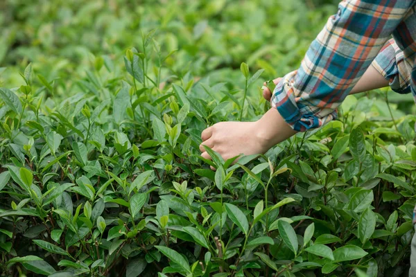 Farmer hands picking tea leaves on farm in spring
