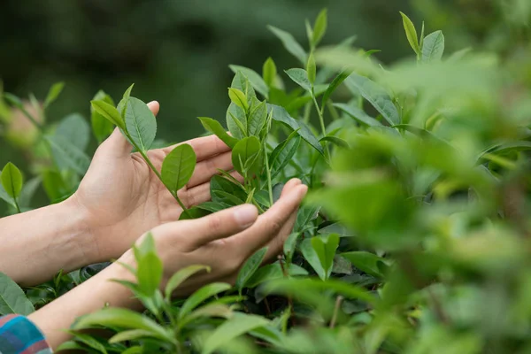 Женские Руки Защищающие Листья Чая Весной — стоковое фото