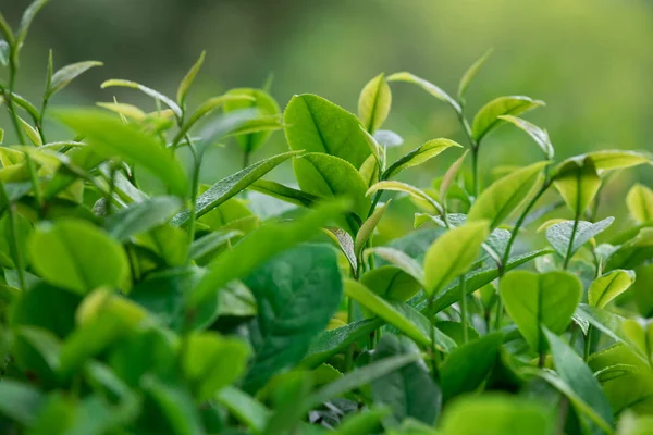 Вирощування Зелених Чайних Рослин Весняних Горах — стокове фото