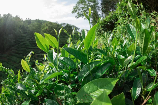 Cultivando Plantas Chá Verde Nas Montanhas Primavera — Fotografia de Stock