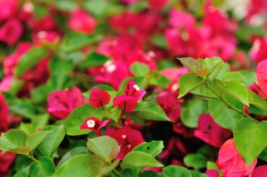 Güzel çiçekli begonviller yağmurdan sonra ilkbaharda