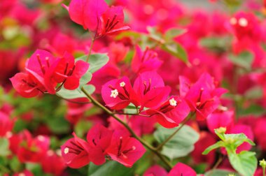 Güzel çiçekli begonviller yağmurdan sonra ilkbaharda