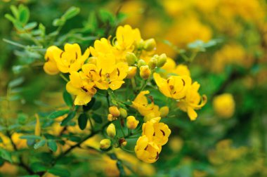 blooming cassia surattensis flowers in spring clipart