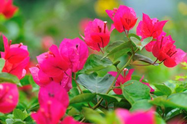 Güzel çiçekli begonviller yağmurdan sonra ilkbaharda