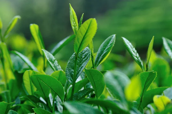 Zielona Herbata Rośliny Górach Wiosna — Zdjęcie stockowe