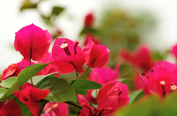 Beautiful Blooming Bougainvillea Flowers Spring Rain — Stock Photo, Image