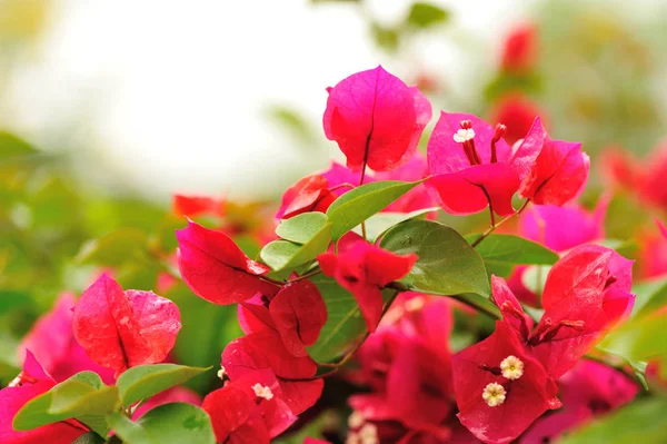 Krásné Kvetoucí Bougainvillea Květiny Jaře Dešti — Stock fotografie