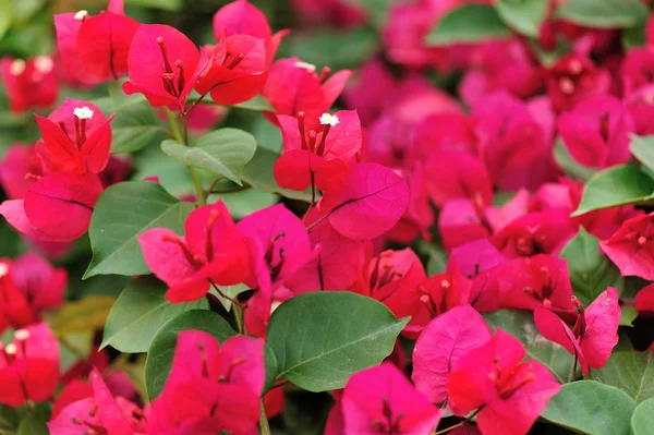 Beautiful Blooming Bougainvillea Flowers Spring Rain — Stock Photo, Image