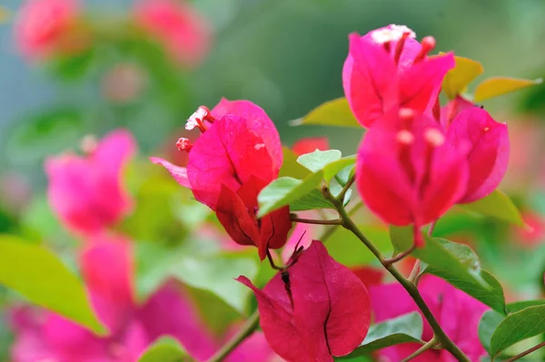 Krásné Kvetoucí Bougainvillea Květiny Jaře Dešti — Stock fotografie