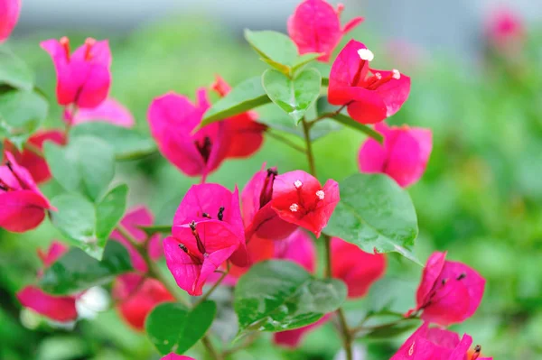 Piękne Kwitnące Kwiaty Bougainvillea Wiosną Deszczu — Zdjęcie stockowe