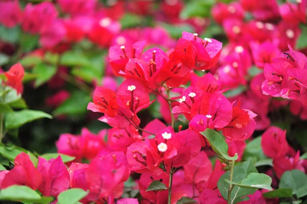 Piękne Kwitnące Kwiaty Bougainvillea Wiosną Deszczu — Zdjęcie stockowe