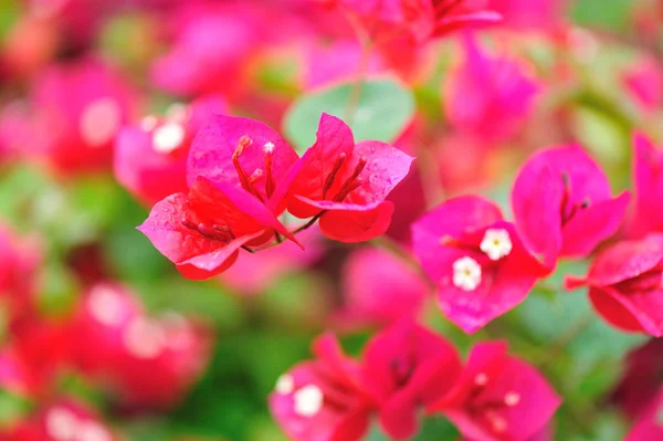 Beautiful Blooming Bougainvillea Flowers Spring Rain — Stock Photo, Image