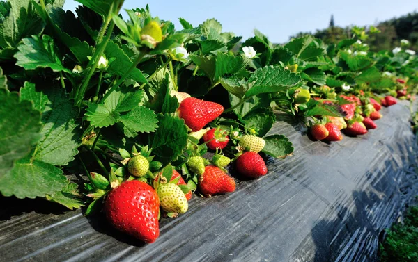 Strawberry Plants Growing Blue Sky — Stock Photo, Image