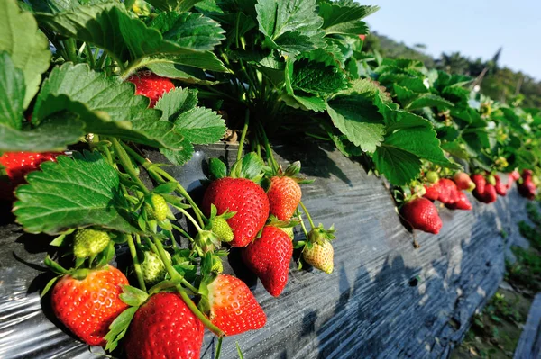 Fraisiers Poussant Sous Ciel Bleu — Photo