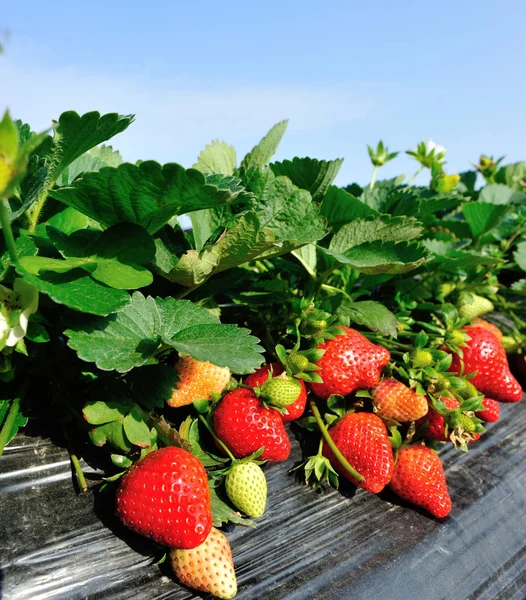 Fraisiers Poussant Sous Ciel Bleu — Photo