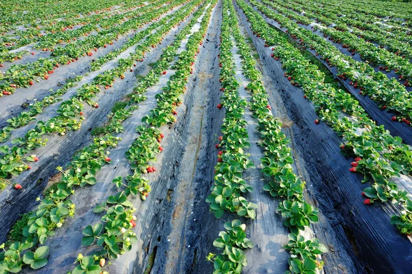 Filas Plantas Fresa Verde Invernadero — Foto de Stock