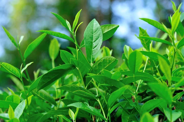 Pěstování Rostlin Zelený Čaj Horách Jaře — Stock fotografie