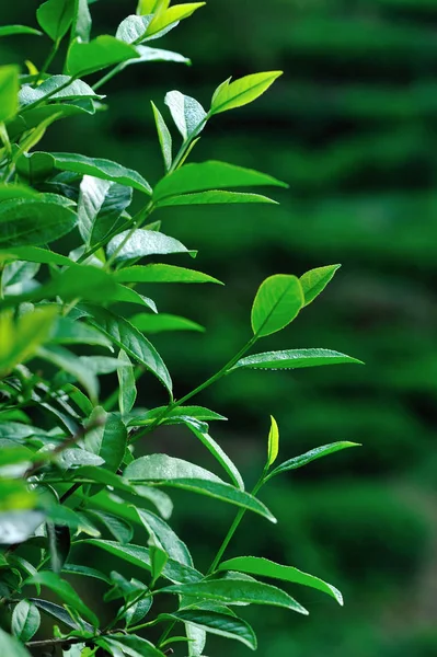 Green Tea Trees Spring Close View — Stock Photo, Image