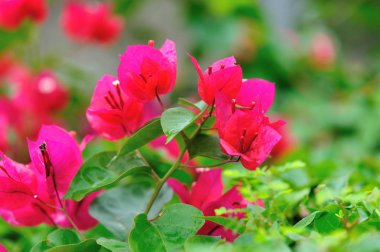 Güzel çiçekli begonviller yağmurdan sonra ilkbaharda