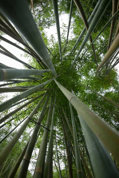 Low Angle View Green Bamboo Trees Growing Garden — Stock Photo, Image