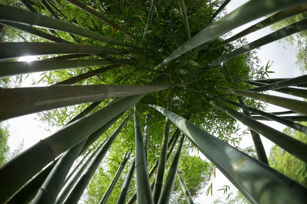 Vue Angle Bas Bambous Verts Poussant Dans Jardin — Photo