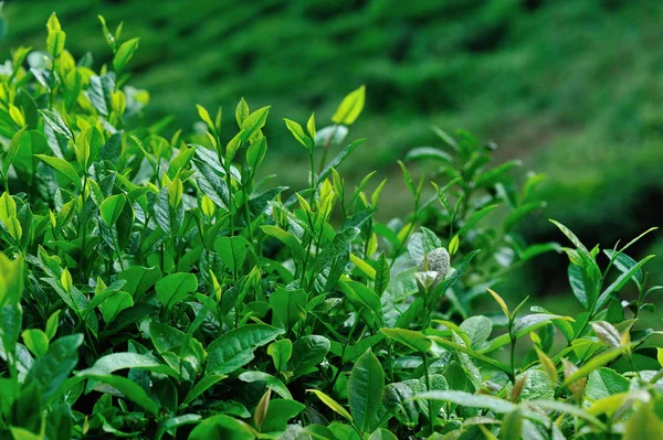 成長する春山の緑茶の木 — ストック写真