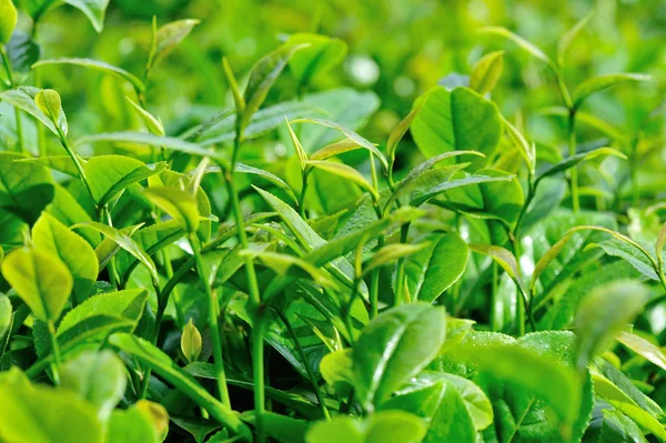 Green Tea Trees Spring Close View — Stock Photo, Image