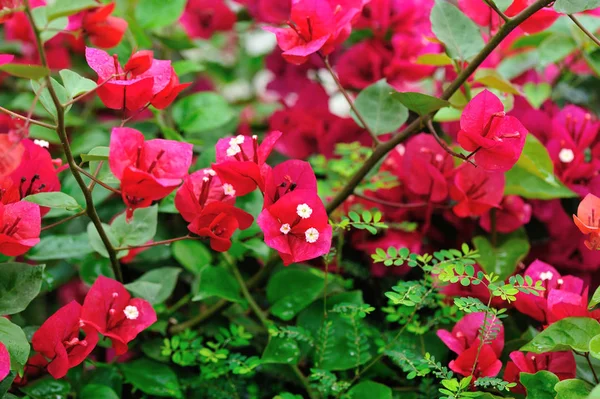 Flores Buganvillas Florecientes Hermosas Primavera Después Lluvia —  Fotos de Stock