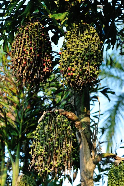 Palmiye Ağacı Tohum Tropikal Parkta Ağaç Üzerinde — Stok fotoğraf