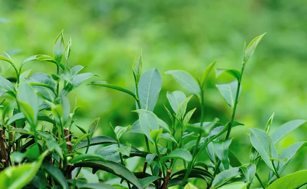 Wachsende Grüne Teebäume Den Frühlingsbergen — Stockfoto