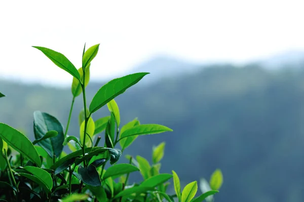 Zelený Čaj Stromy Jaře Detailní Zobrazení — Stock fotografie