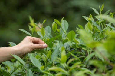 Çay yaprakları ilkbaharda toplama el