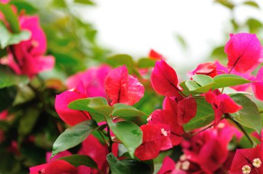 Güzel çiçek açan Begonvil çiçekler bahar