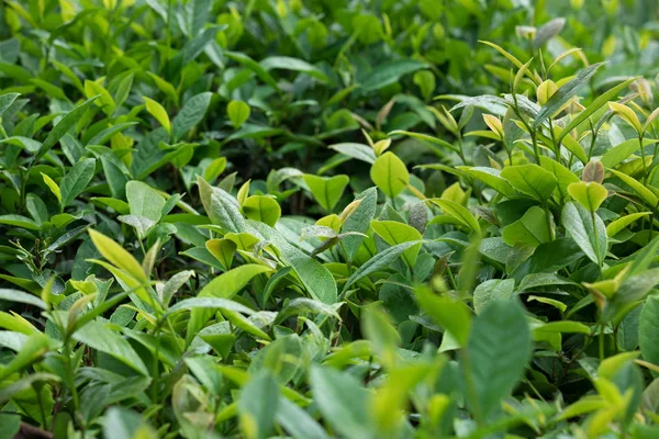 Vue Rapprochée Des Théiers Verts Printemps — Photo