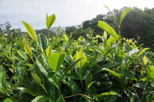 Grüne Teepflanzen Den Frühlingsbergen — Stockfoto