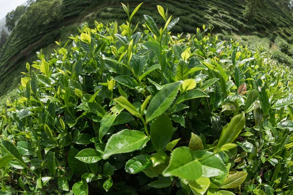 Grüne Teepflanzen Den Frühlingsbergen — Stockfoto