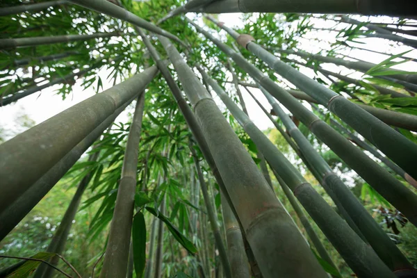 Vista Basso Angolo Alberi Bambù Verde Che Crescono Giardino — Foto Stock