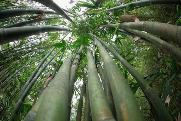 Vista Ángulo Bajo Árboles Bambú Verde Creciendo Jardín — Foto de Stock