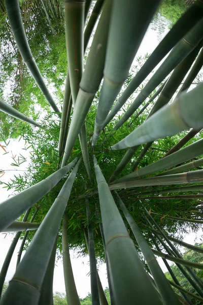 Vue Angle Bas Bambous Verts Poussant Dans Jardin — Photo