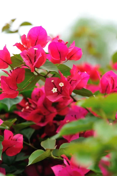 Belas Flores Bougainvillea Florescendo Primavera — Fotografia de Stock