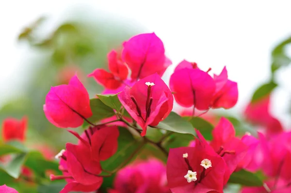Beautiful Blooming Bougainvillea Flowers Spring — Stock Photo, Image