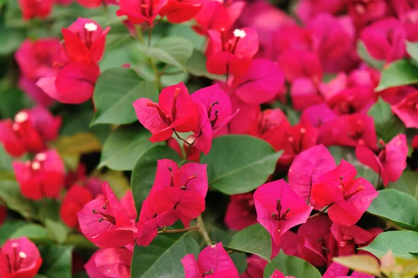 Belas Flores Bougainvillea Florescendo Primavera — Fotografia de Stock