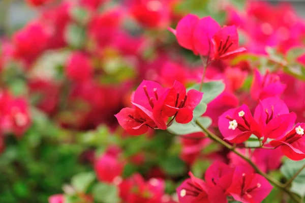 Piękne Kwitnące Kwiaty Bougainvillea Wiosną Deszczu — Zdjęcie stockowe