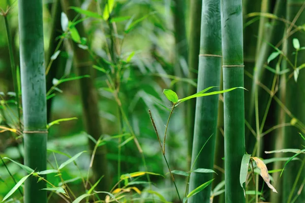 緑竹の木の庭で成長しています — ストック写真