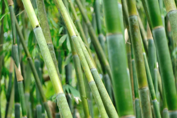 Green Bamboo Trees Growing Garden — Stock Photo, Image