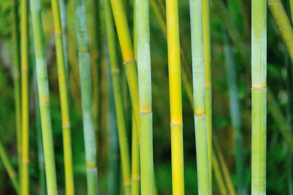 Green Bamboo Trees Growing Garden — Stock Photo, Image