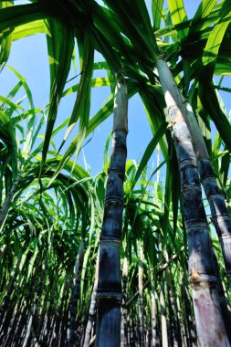 Asya 'da güneş ışığında tarlada yetişen yeşil şeker kamışı bitkileri