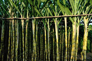 Green sugarcane plants growing at field in sunlight in Asia clipart